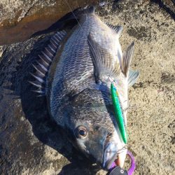 中部地磯プラッキング