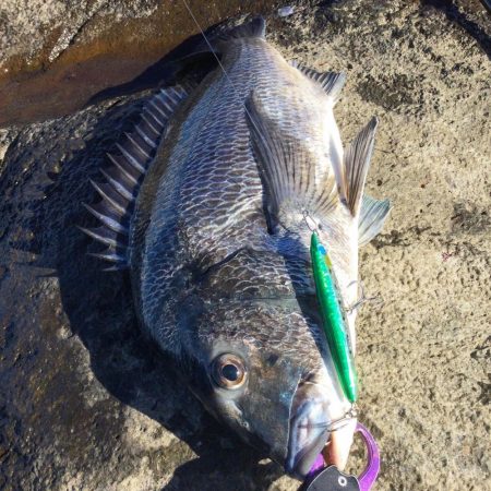 中部地磯プラッキング