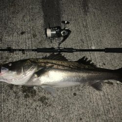 冬の湾奥シーバス