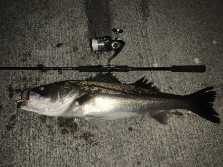 冬の湾奥シーバス