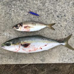 朝の地合い狙い