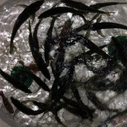 ジギング不発で残業バチコン