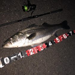 円山川シーバス