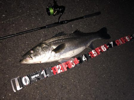 円山川シーバス