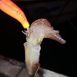 さぁ!ヒイカ‼︎