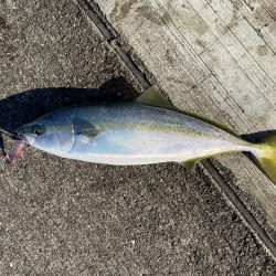 青物釣り