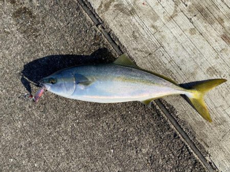 青物釣り