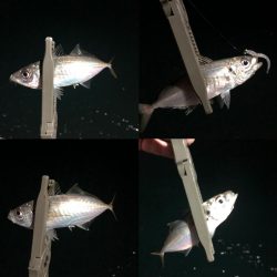 豆アジと回遊アジ