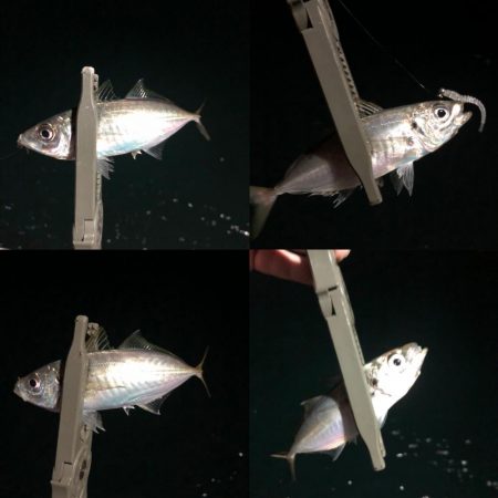 豆アジと回遊アジ