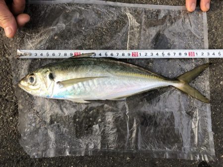 念願の尺アジ！