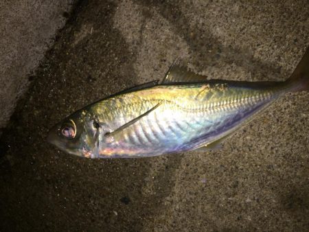 淡路観光アジング2