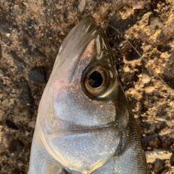 シーバスのバイト連発