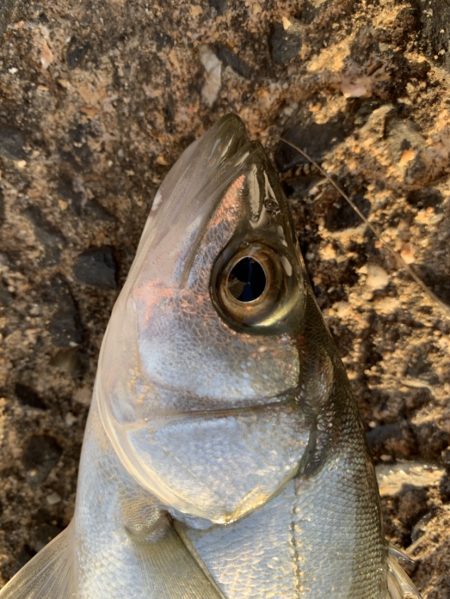 シーバスのバイト連発