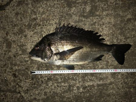 まずまずのチヌ