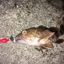 ガシラにはサバの切り身が1番