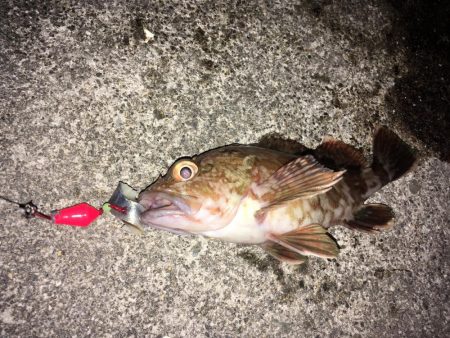 ガシラにはサバの切り身が1番