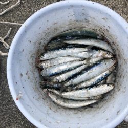 サビキおもろい！