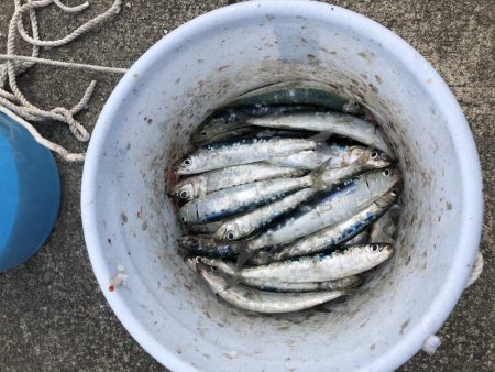 サビキおもろい！