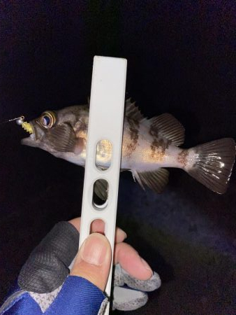 メバリング、アジがいれば嬉しい。。