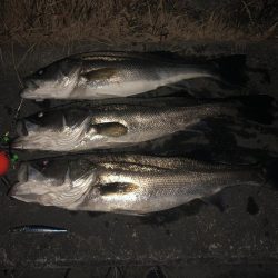 フラッシュブーストでシーバス