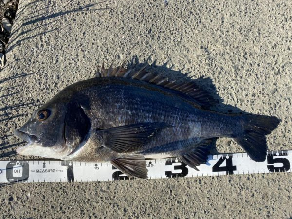 イチノ兄弟、釣果！