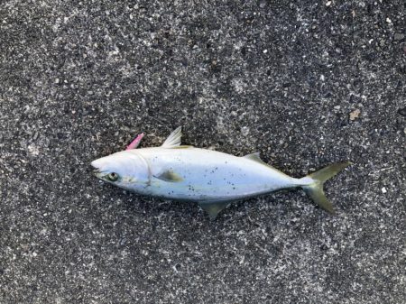 初投稿^_^久しぶりの