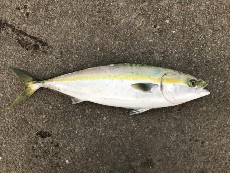 飲ませでメジロ