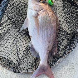 晴天のタイラバ釣行