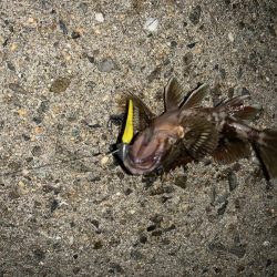 安定のライトゲーム