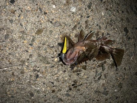 安定のライトゲーム