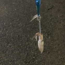 アジングとヒイカゲーム