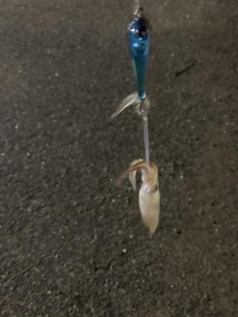 アジングとヒイカゲーム