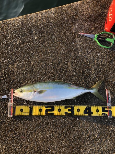 ピンク系で青物