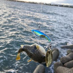 渋い　釣り納め