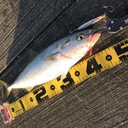 朝マズメのタチウオ調査からのショアジギ