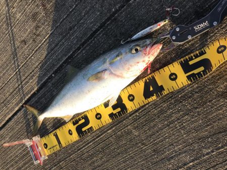 朝マズメのタチウオ調査からのショアジギ