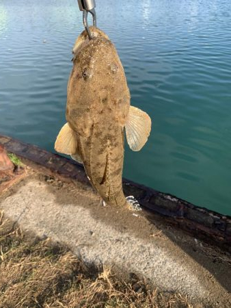 ヒラメのサイズアップ目指して