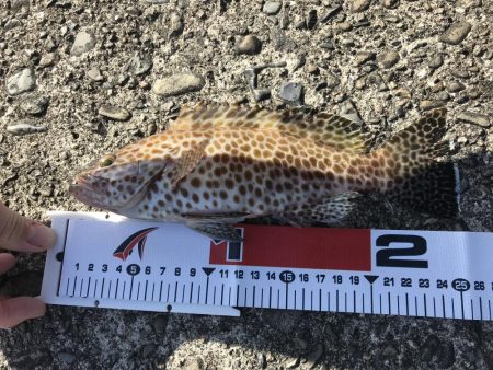 出ました！青物！ハタ！コウイカ