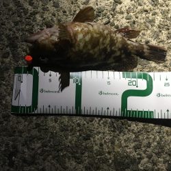 良型ガシラ祭り！