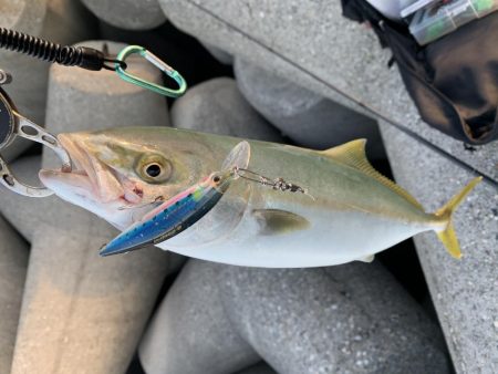 ツバスが釣れた！