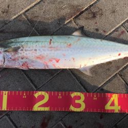 先週に引き続きサゴシ！待望の太刀魚も！