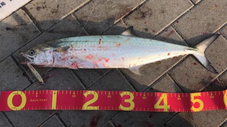 先週に引き続きサゴシ！待望の太刀魚も！