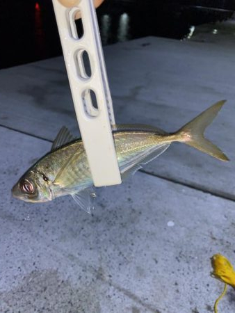 アジング、そしてショアジギング