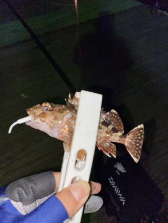 アジの回遊。。