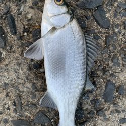 風裏でシーバス