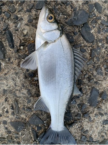 風裏でシーバス