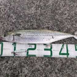 まだまだ釣れます