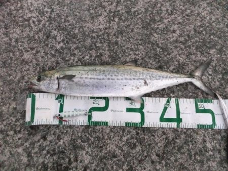 まだまだ釣れます