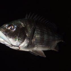 ぼちぼち落ちてます