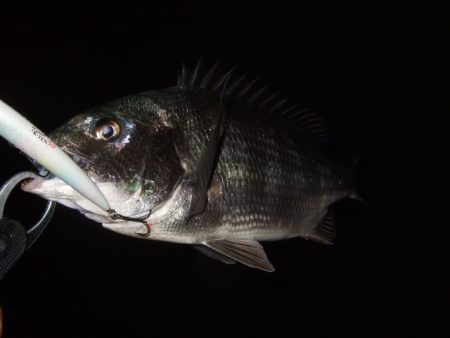 ぼちぼち落ちてます